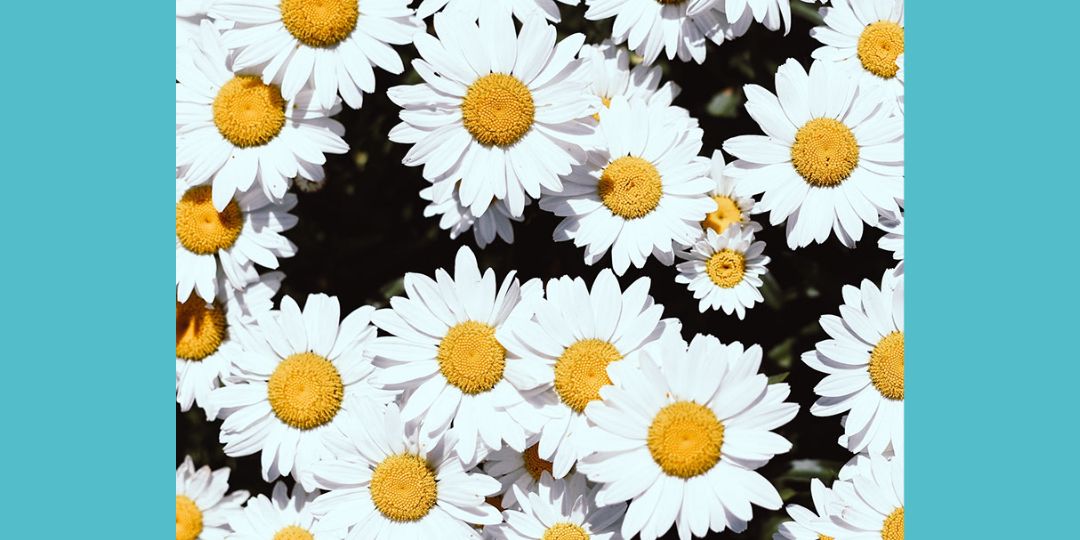 White Close to the Daisies Instagram Portrait-1